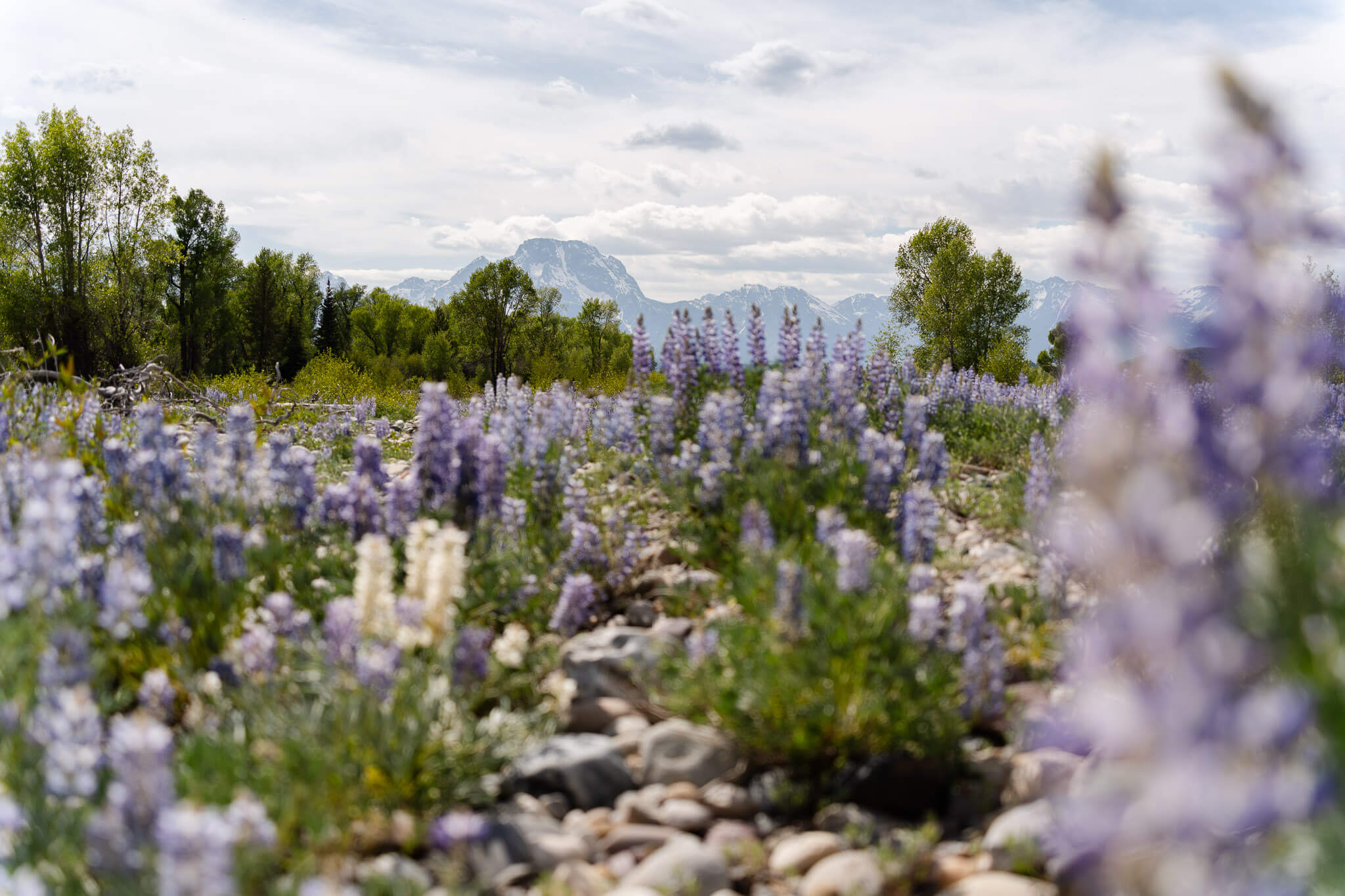 Wildflowers in a creek at Grand Teton, a beautiful location for your Grand Teton elopement