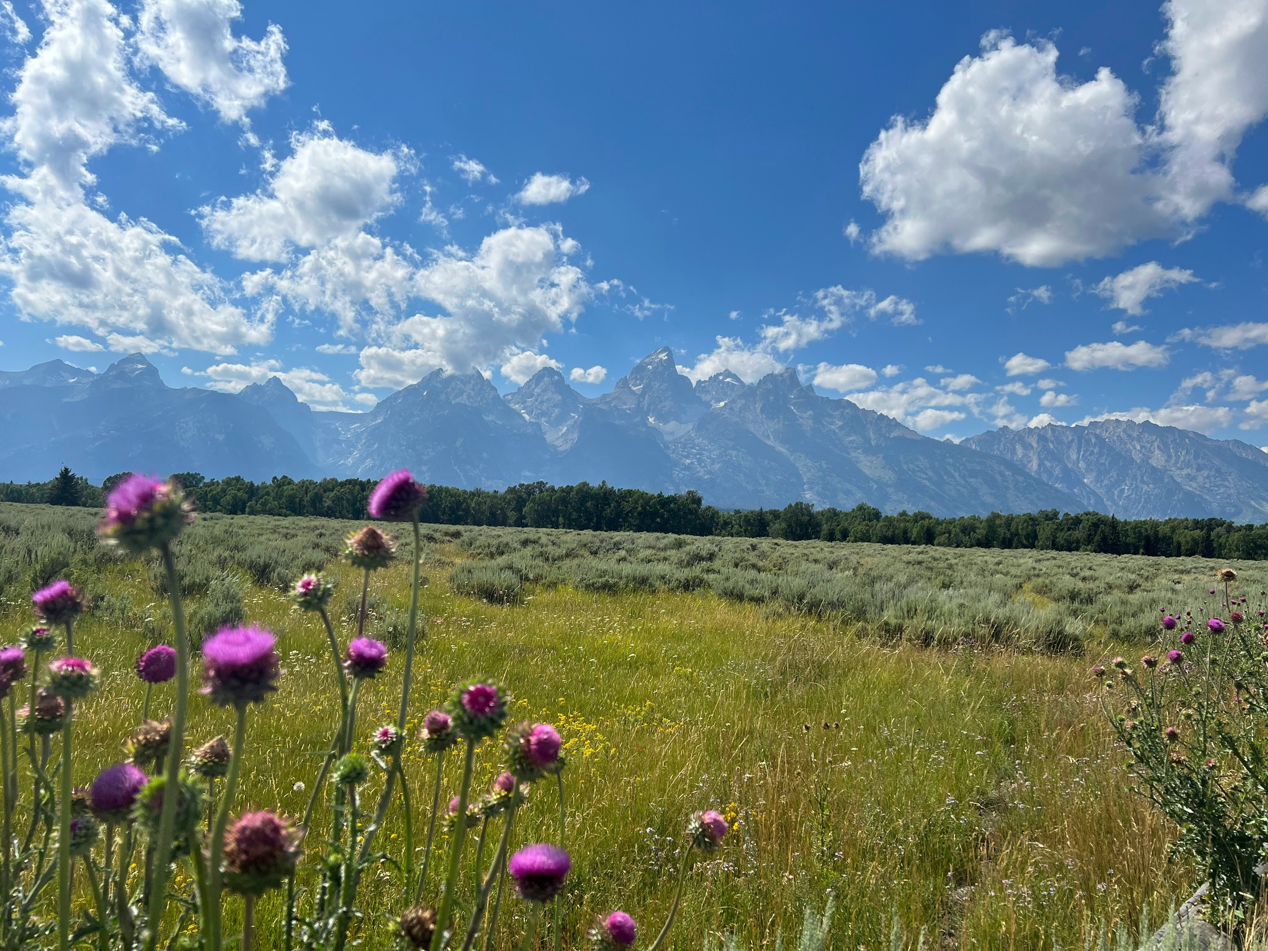 A view from a meadow with woldflowers