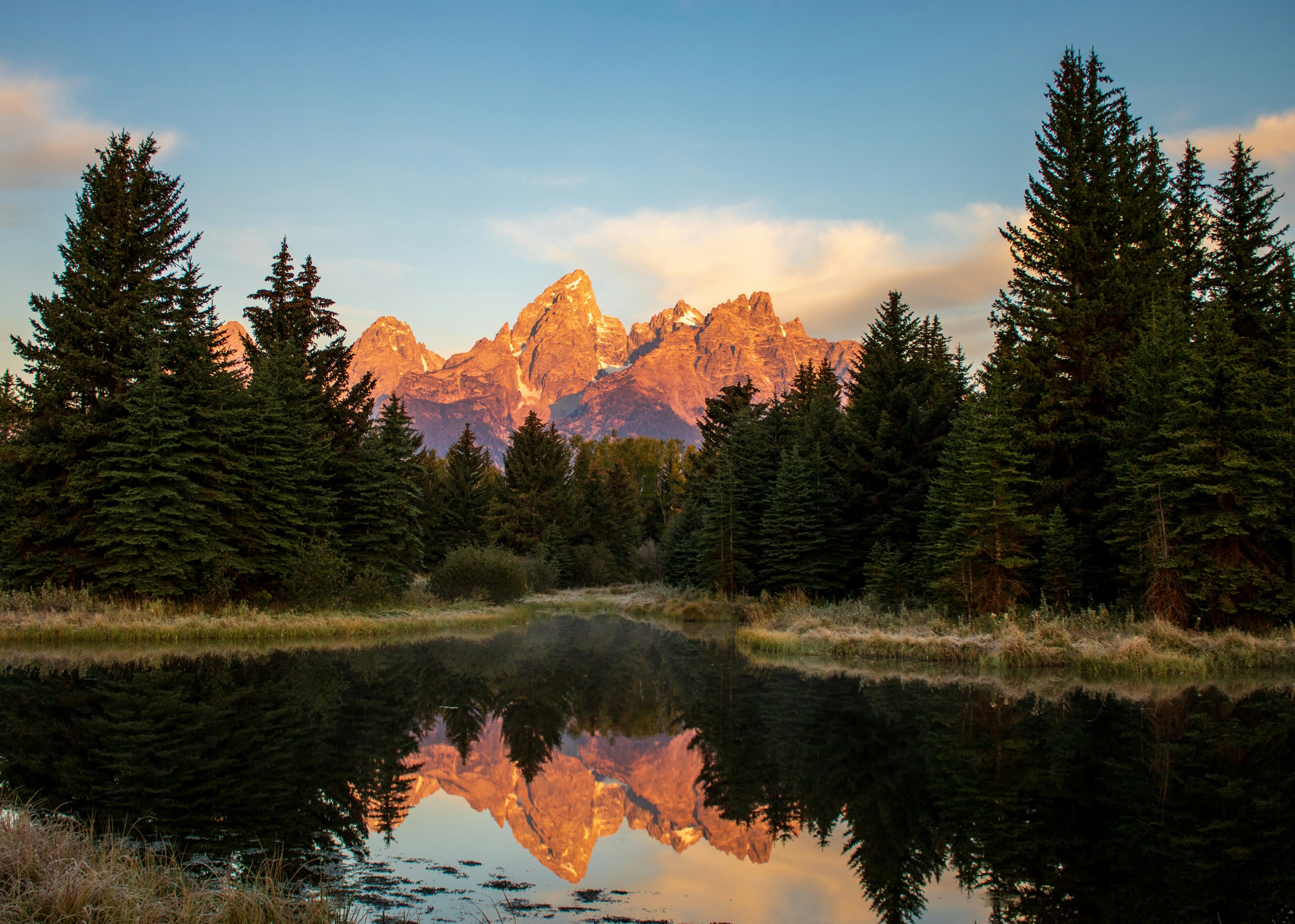 A sunrise view through pine trees over a pond of mountains