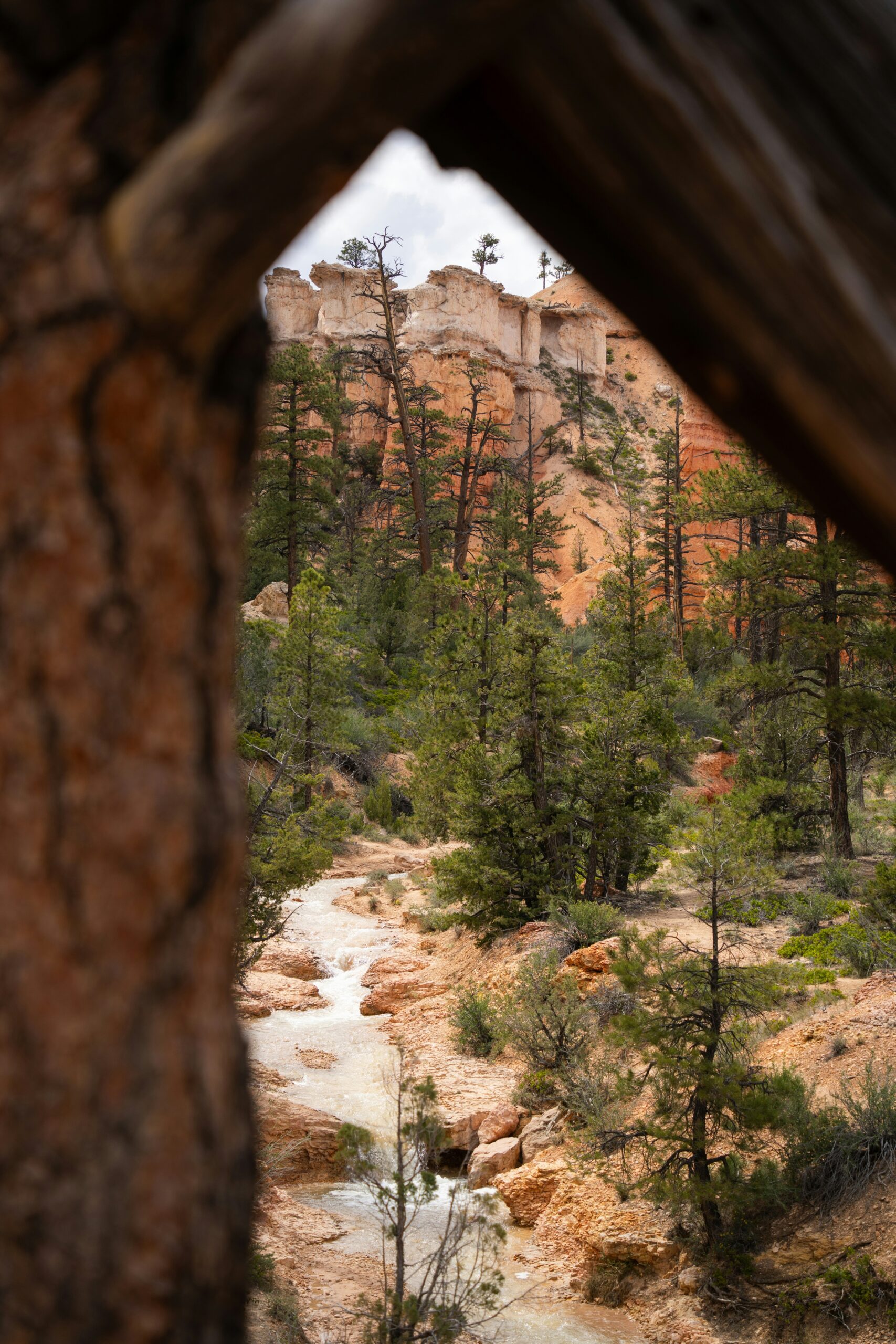 Peeking through some trees to a creek flowing in a canyon