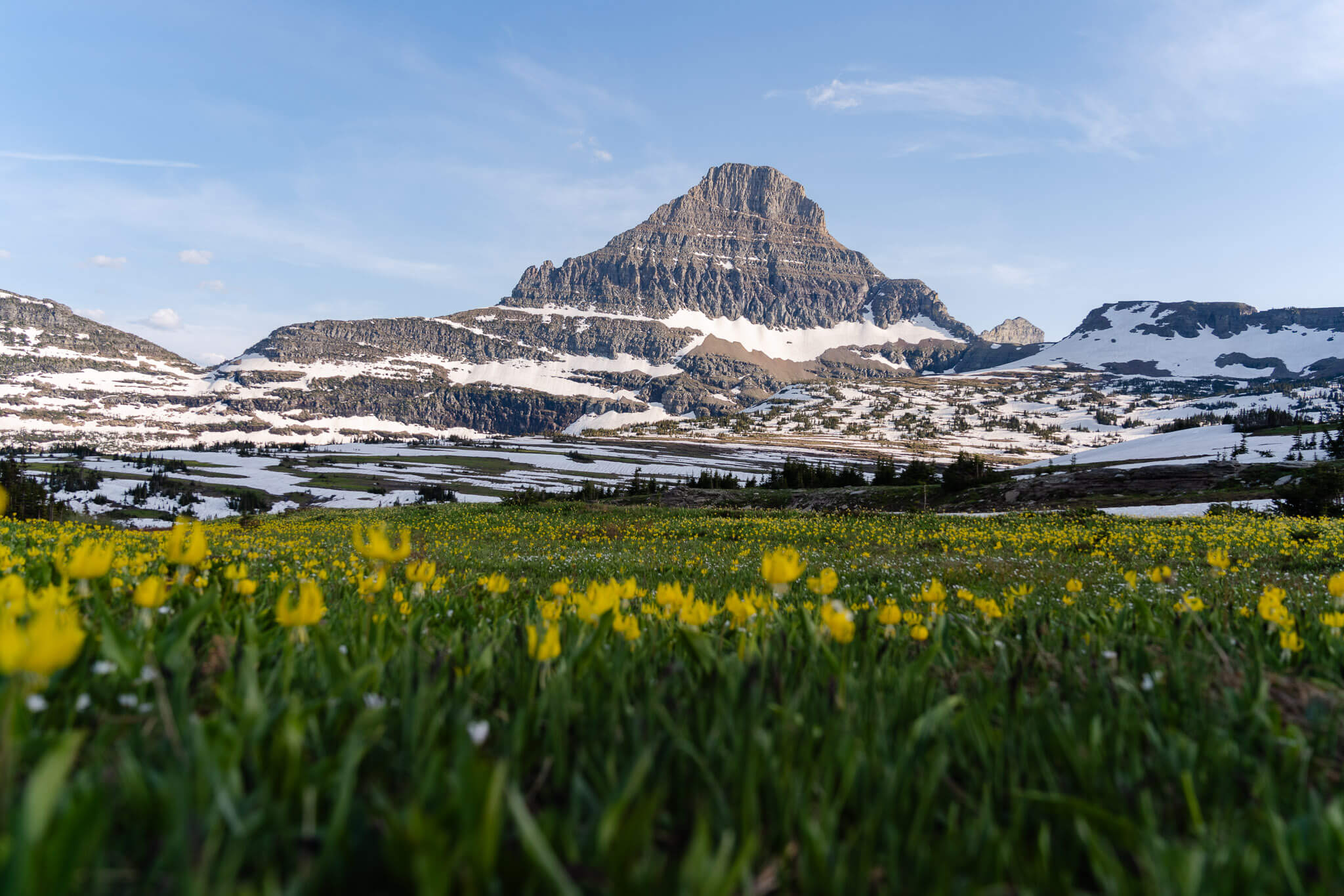 Wildflowers at one of the many beautiful Glacier National Park elopement locations.