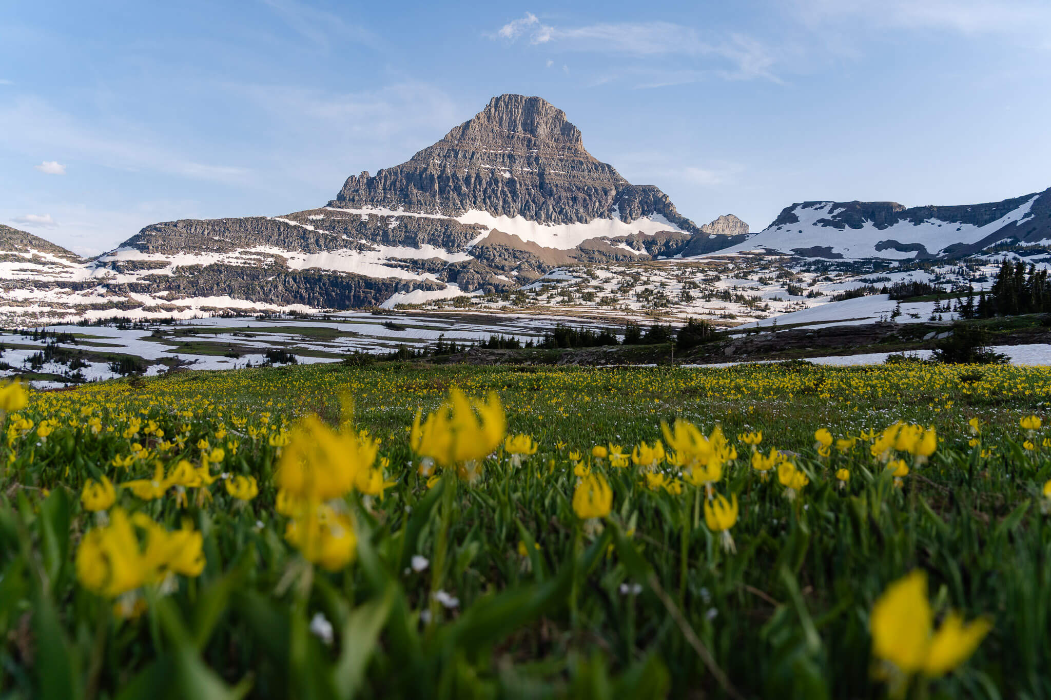 Alpine wildflowers in one of the best places to elope in Montana