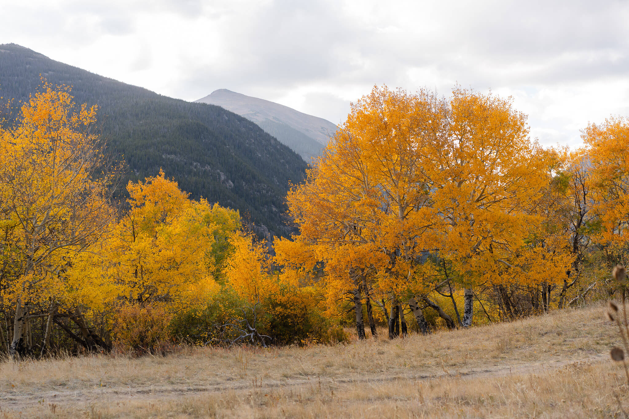 Golden Aspens make the perfect background to inspire your San Juan Mountains elopemenet