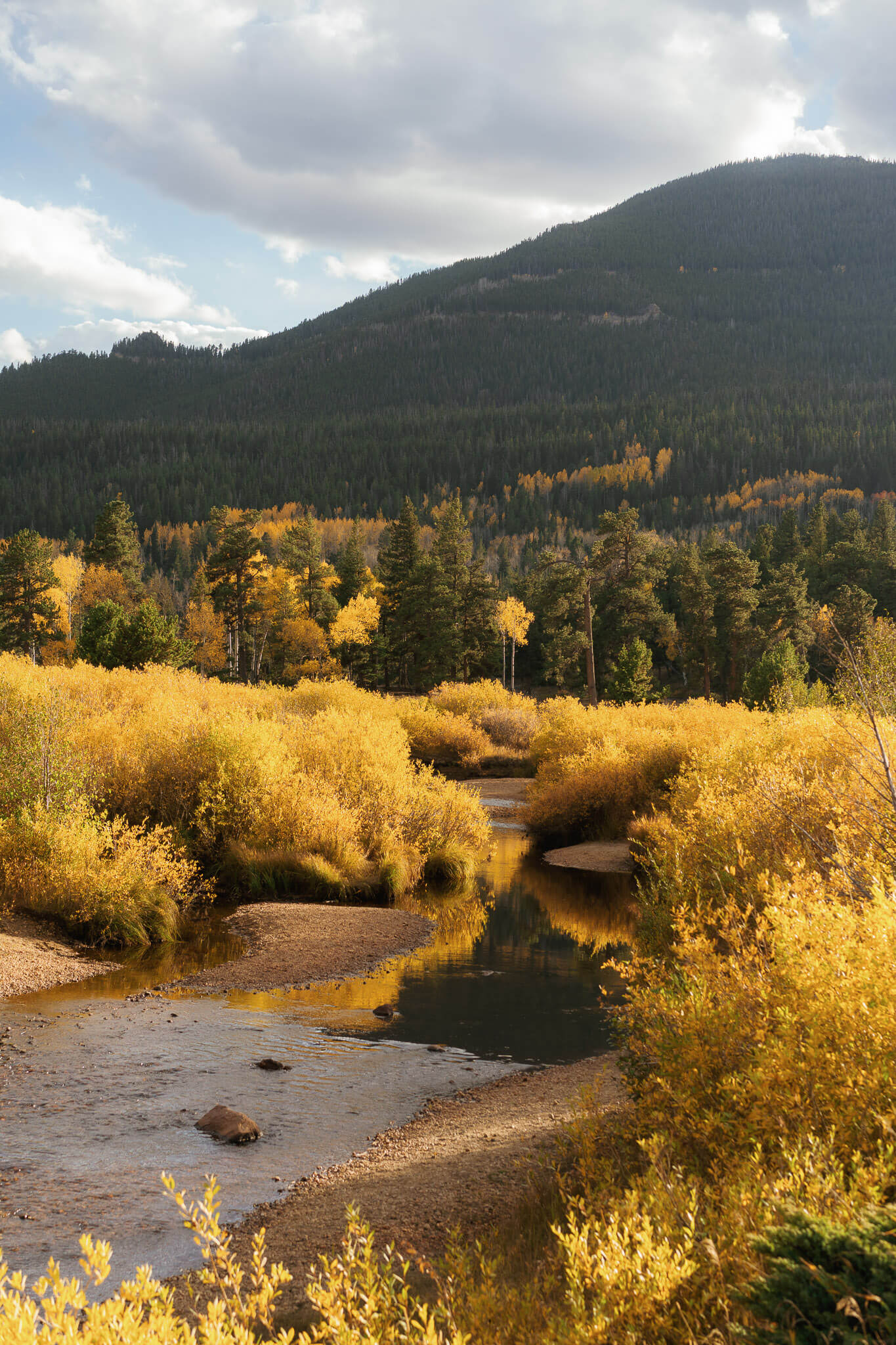 Golden aspens and fall grasses changing colors in Colorado