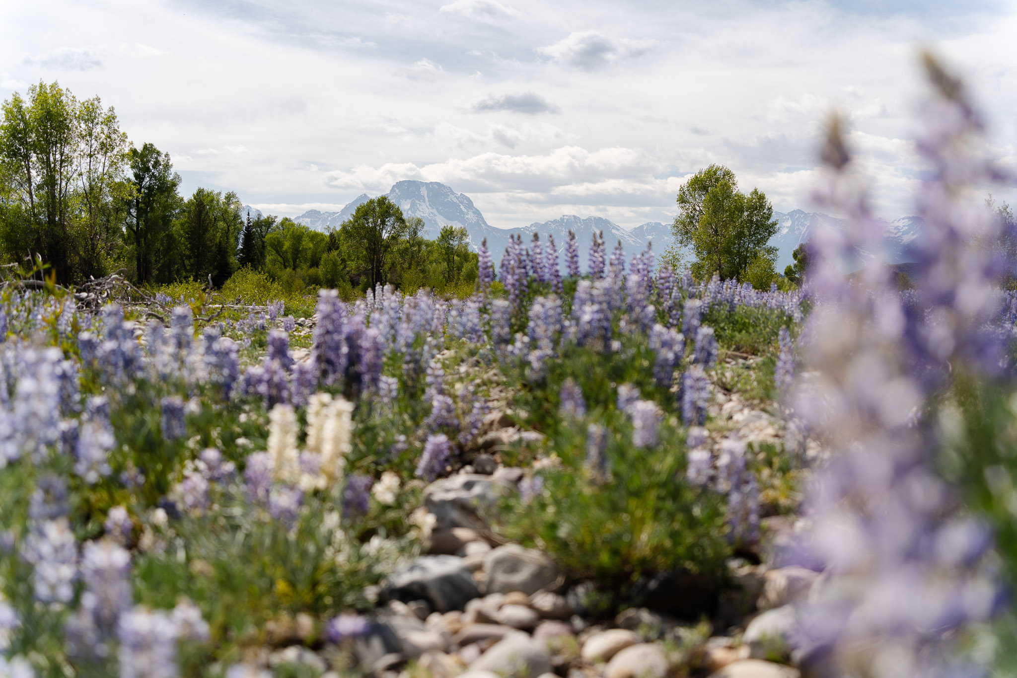Lupines growing in a beautiful Wyoming elopement location