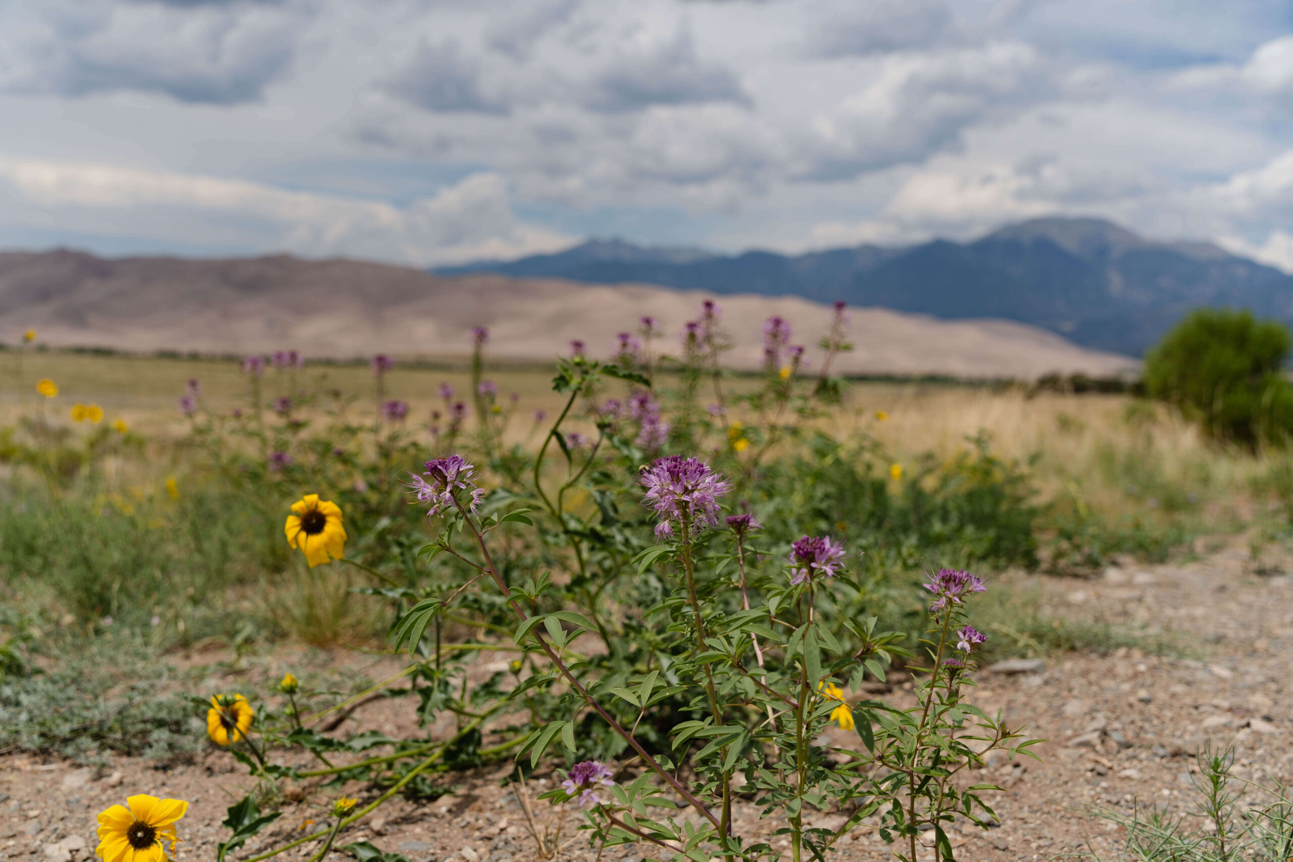 Wildflowers during the summer at great sand dunes national park