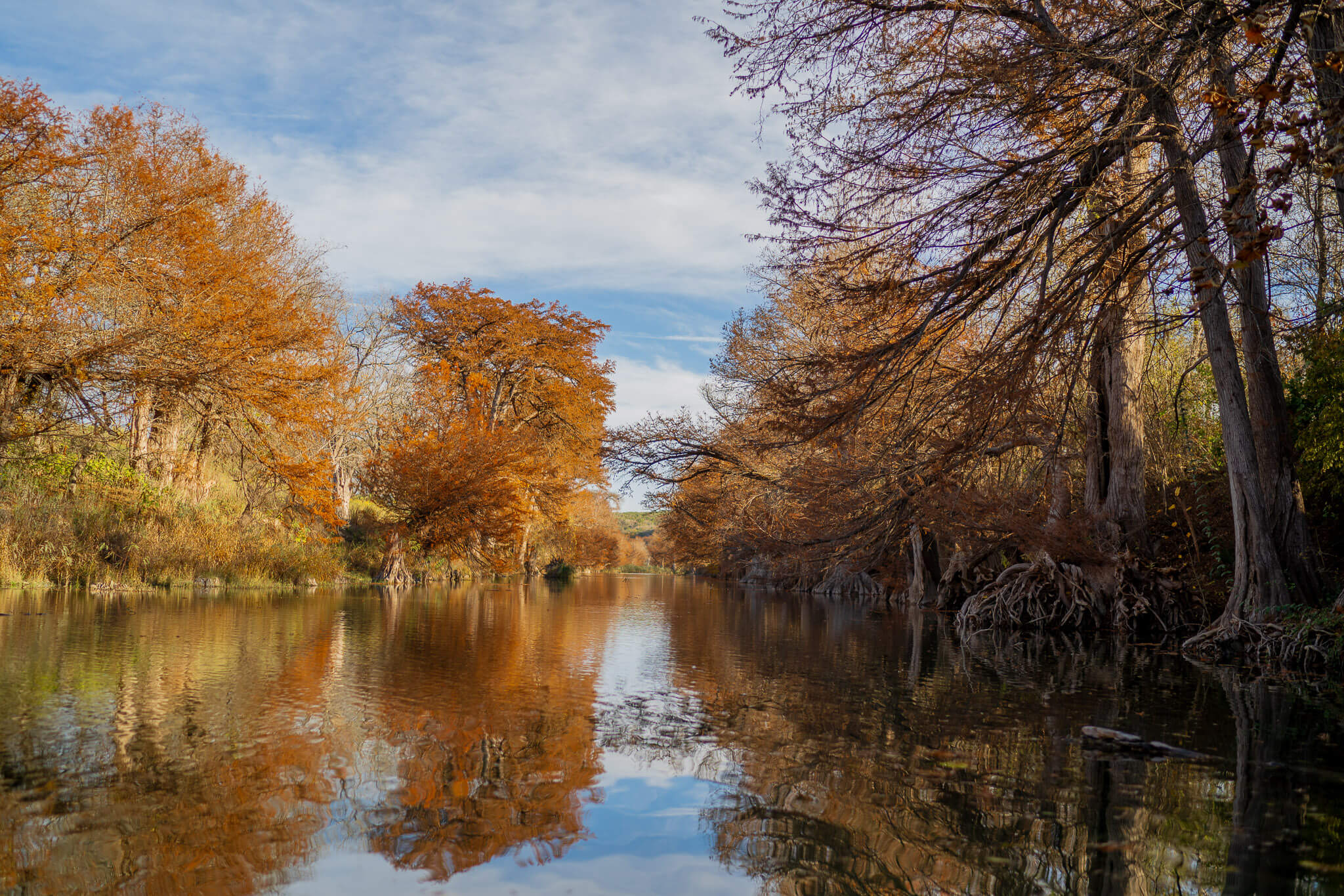 Cypress trees changing along the river at Garner State Park