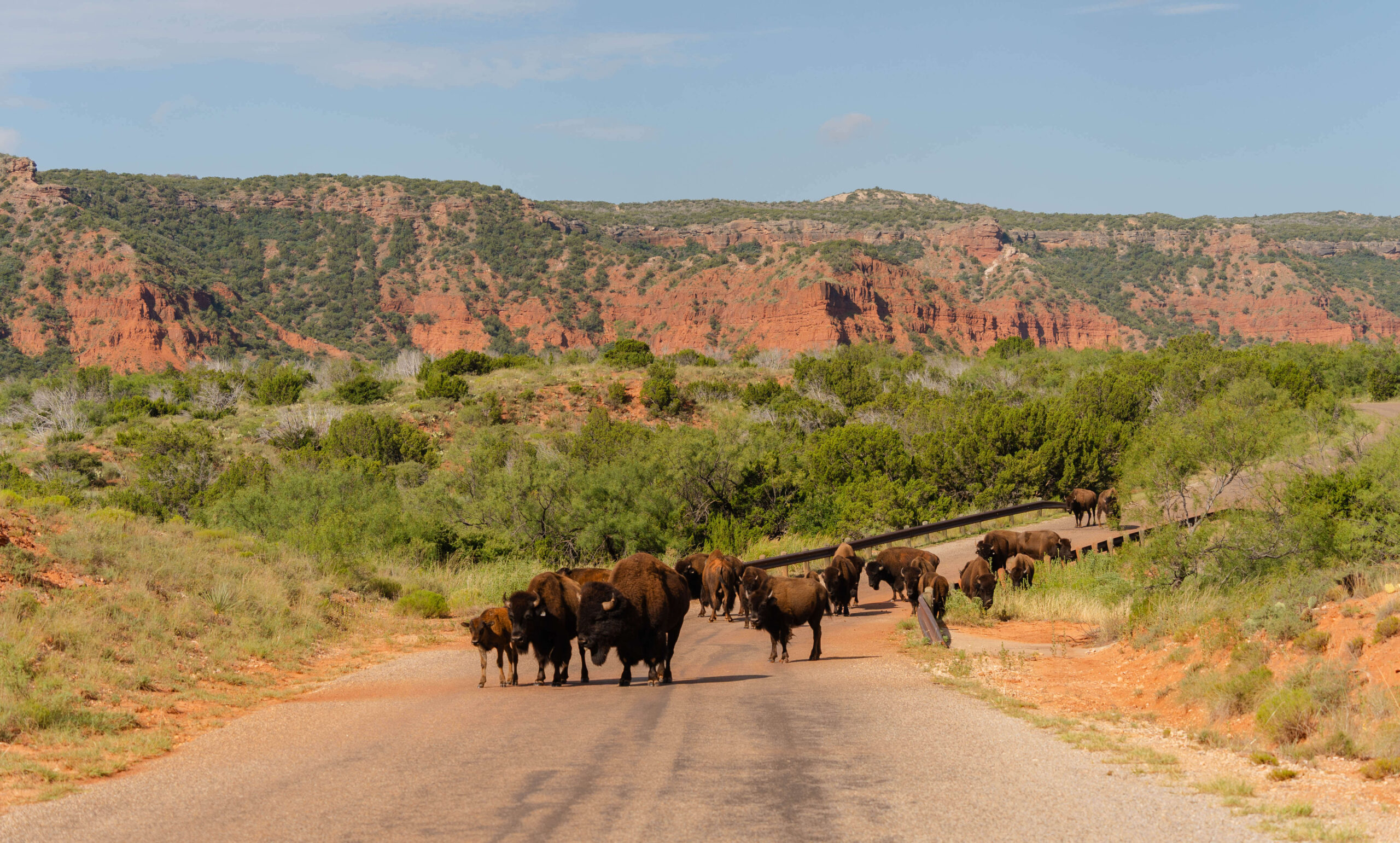A quirky west Texas state park wedding venue with a buffalo heard